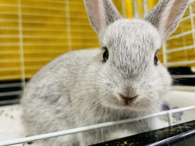 モチモチうさちゃん🐰🐰🐰 ネザーランドドワーフ(グレー系) ネザーランドドワーフ