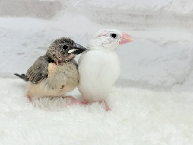 【最新画像更新🪄】1に食事、2に睡眠〜〜〜( ´-` ).。oO白文鳥 ヒナ 白文鳥