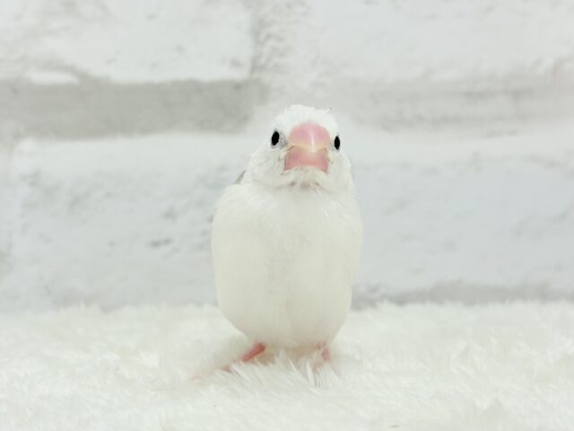 【最新画像更新🪄】1に食事、2に睡眠〜〜〜( ´-` ).。oO白文鳥 ヒナ 白文鳥