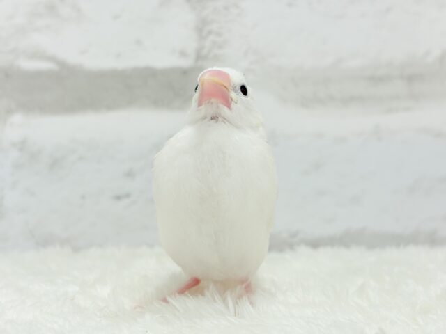 【最新画像更新🪄】1に食事、2に睡眠〜〜〜( ´-` ).。oO白文鳥 ヒナ 白文鳥