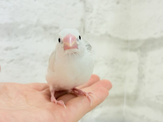 【最新画像更新🪄】1に食事、2に睡眠〜〜〜( ´-` ).。oO白文鳥 ヒナ 白文鳥