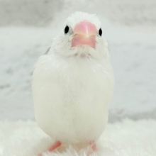 【最新画像更新🪄】1に食事、2に睡眠〜〜〜( ´-` ).｡oO白文鳥 ヒナ