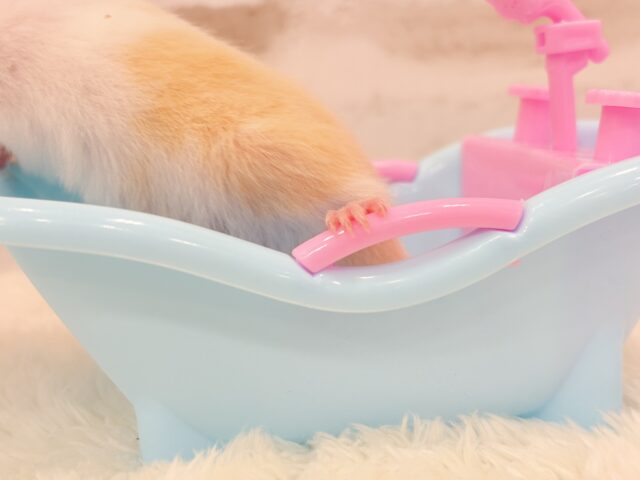 ゴールデンハムスター