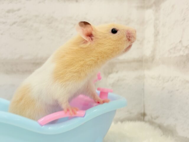 ゴールデンハムスター