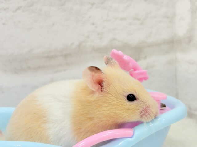 ゴールデンハムスター