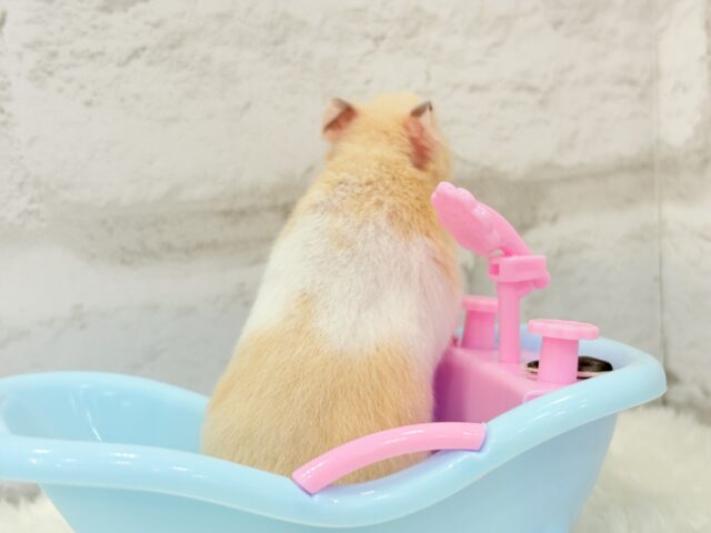 ゴールデンハムスター