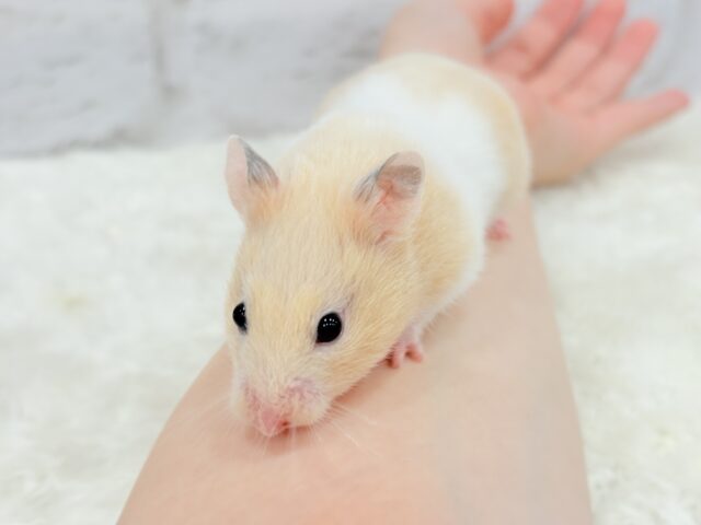 ゴールデンハムスター