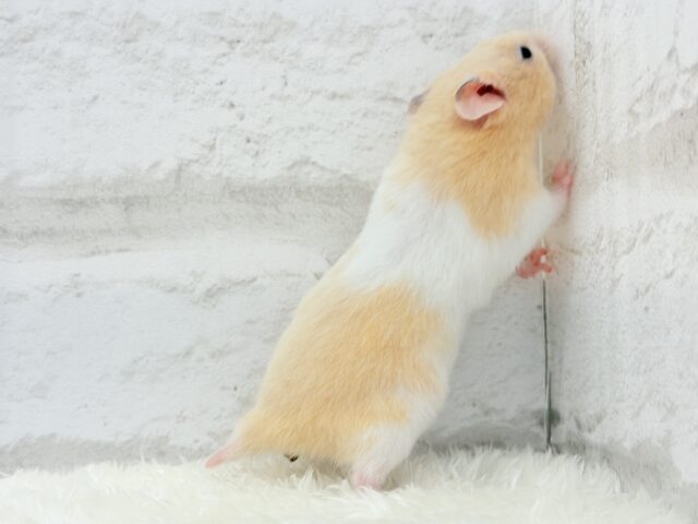 ゴールデンハムスター