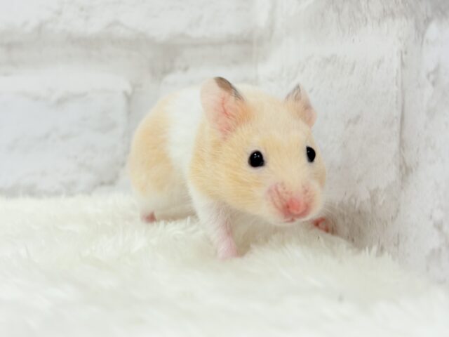 ゴールデンハムスター