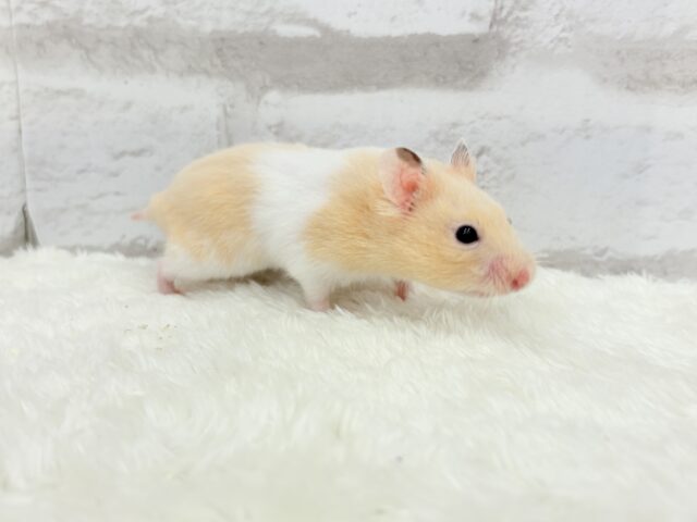 ゴールデンハムスター