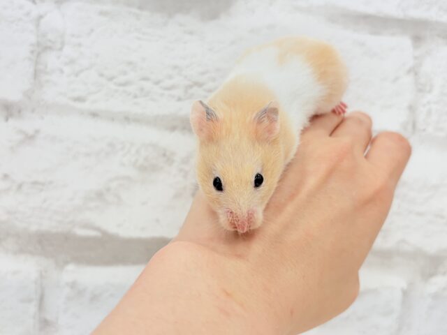 ゴールデンハムスター