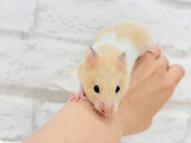 ゴールデンハムスター