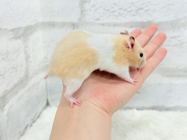 ゴールデンハムスター