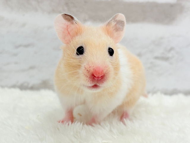 元気ハツラツ‪☆カラーハムスター(女の子)