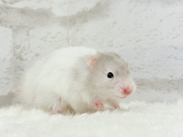 ゴールデンハムスター