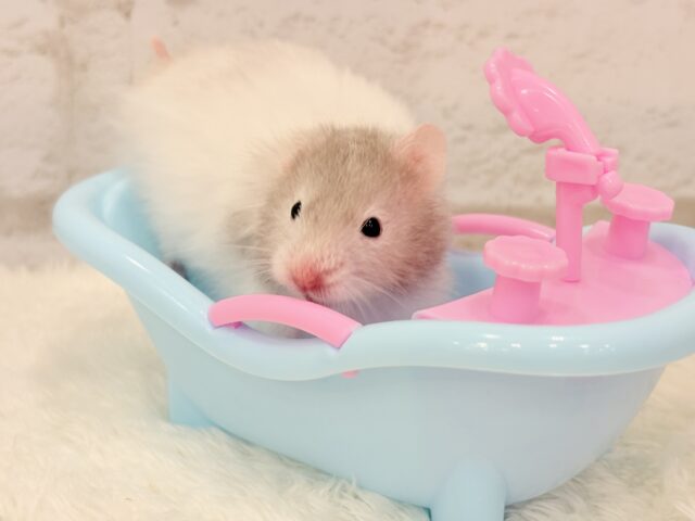 ゴールデンハムスター