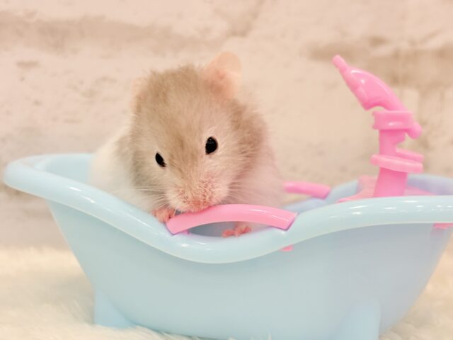 ゴールデンハムスター