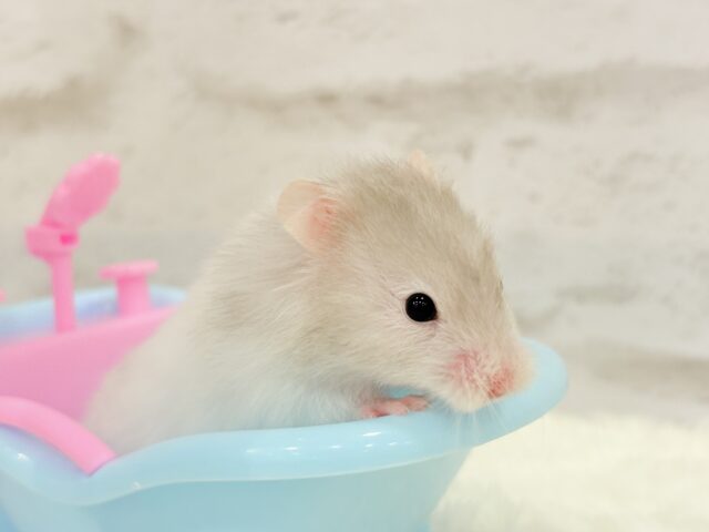 ゴールデンハムスター