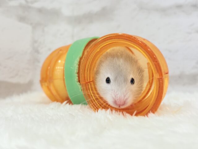 ゴールデンハムスター