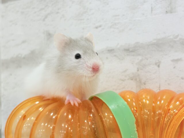 ゴールデンハムスター