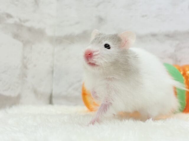 ゴールデンハムスター