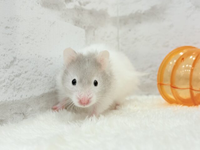 ゴールデンハムスター