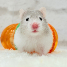 トンネル大好きっ🐹🪵セーブルハムスター(男の子)