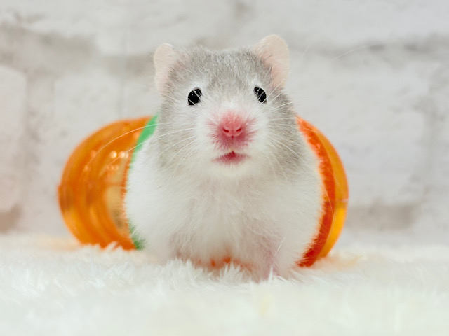 トンネル大好きっ🐹🪵セーブルハムスター(男の子)