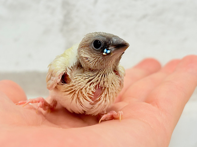 口元にキラリと光る宝石さん💎.*コキンチョウ(イエロー) ヒナ
