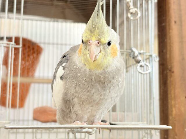 オカメインコ
