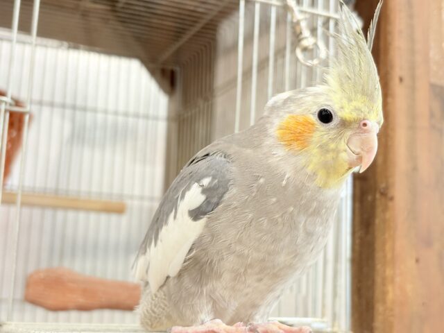 自己主張はしっかりめ◎オカメインコ(ノーマル) オカメインコ