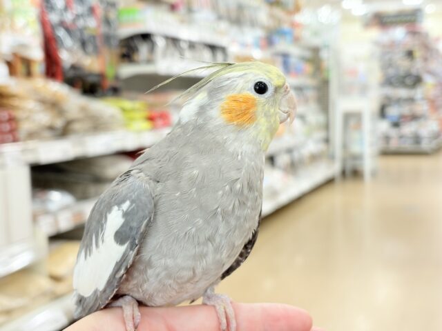 自己主張はしっかりめ◎オカメインコ(ノーマル) オカメインコ