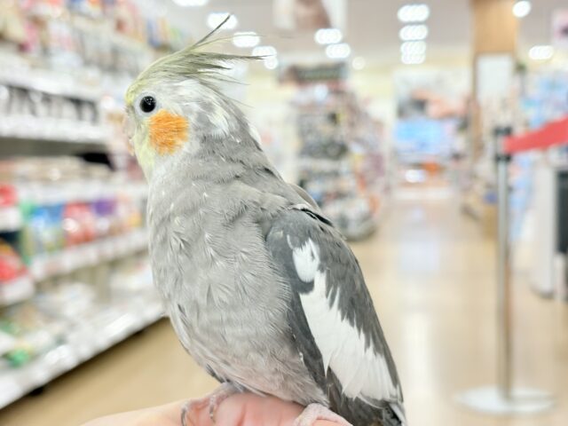 自己主張はしっかりめ◎オカメインコ(ノーマル) オカメインコ