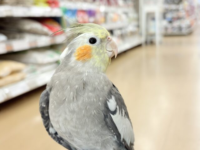 自己主張はしっかりめ◎オカメインコ(ノーマル) オカメインコ