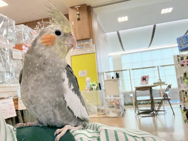 オカメインコ
