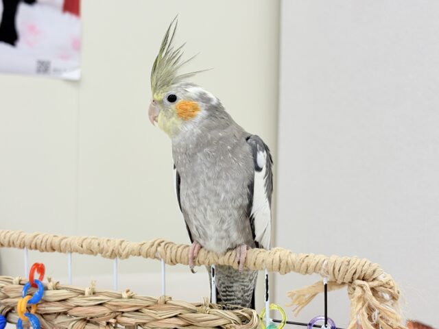 自己主張はしっかりめ◎オカメインコ(ノーマル) オカメインコ
