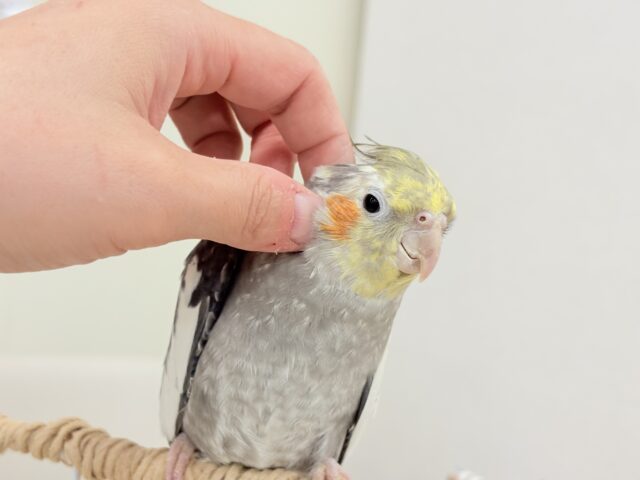 オカメインコ