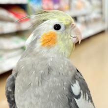 自己主張はしっかりめ◎オカメインコ(ノーマル)