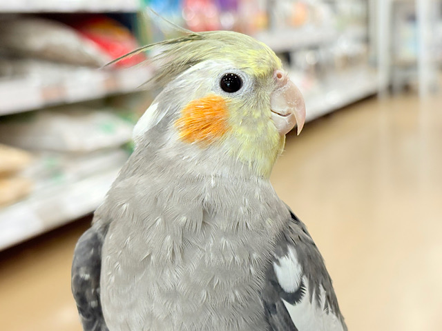 自己主張はしっかりめ◎オカメインコ(ノーマル) 自己主張はしっかりめ◎オカメインコ(ノーマル)