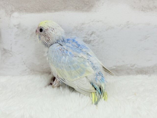 ヒナ界のアイドル🐣🪇セキセイインコ(パステルレインボー) ヒナ セキセイインコ