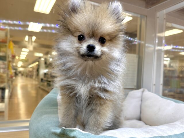 ポメラニアン