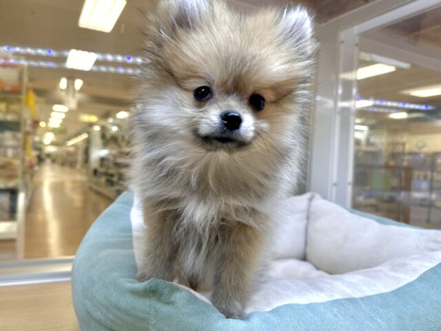 ポメラニアン