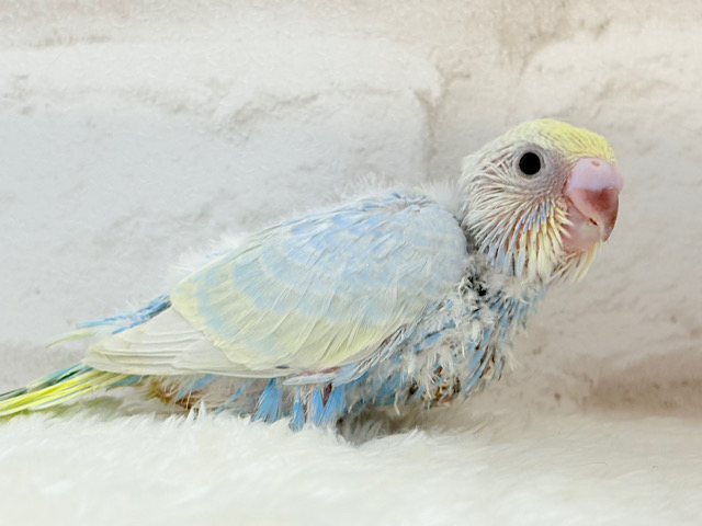 ヒナ界のアイドル🐣🪇セキセイインコ(パステルレインボー) ヒナ ヒナ界のアイドル🐣🪇セキセイインコ(パステルレインボー) ヒナ