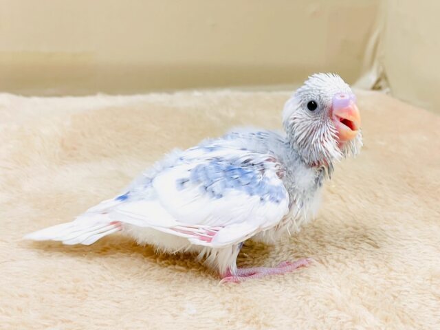 セキセイインコ