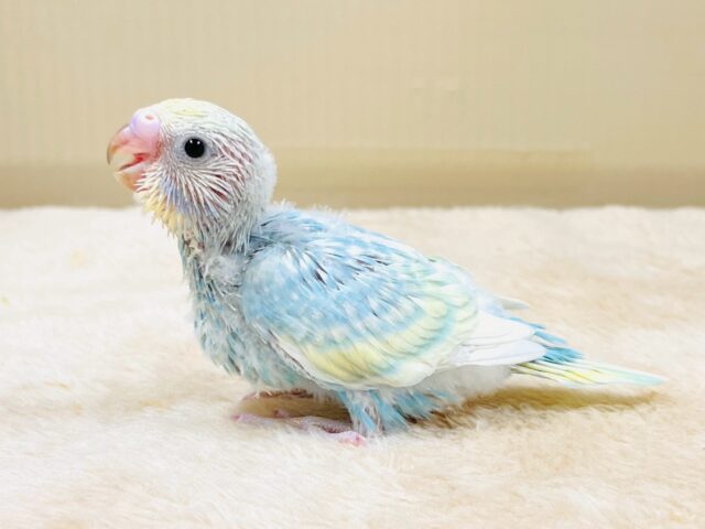 セキセイインコ