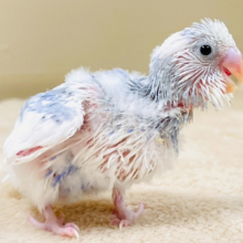 アピール上手の食欲旺盛さん♬セキセイインコ(パイド) ヒナ