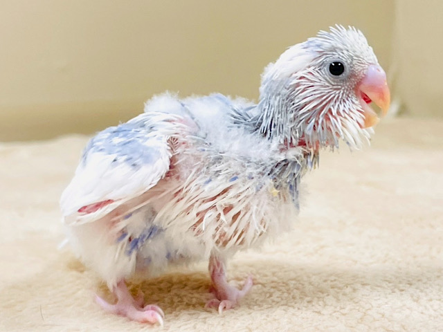 アピール上手の食欲旺盛さん♬セキセイインコ(パイド) ヒナ