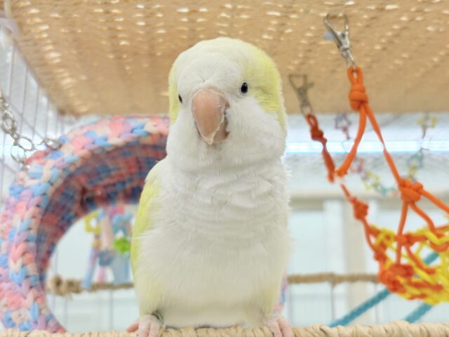 オキナインコ
