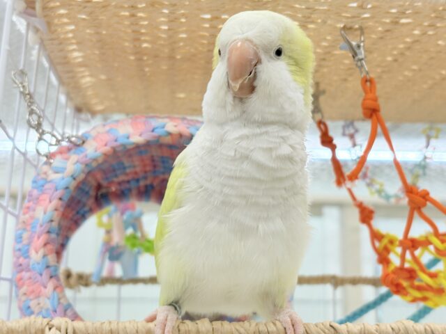 オキナインコ