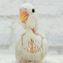 【動画更新🪄】淡々🫧どうなるどうなる？楽しみだ🐣💖コザクラインコ(パリドオパーリンバイオレット) ヒナ